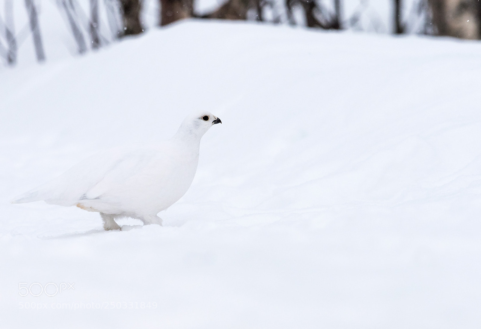 Olympus OM-D E-M1 Mark II sample photo. Olympus digital camera photography