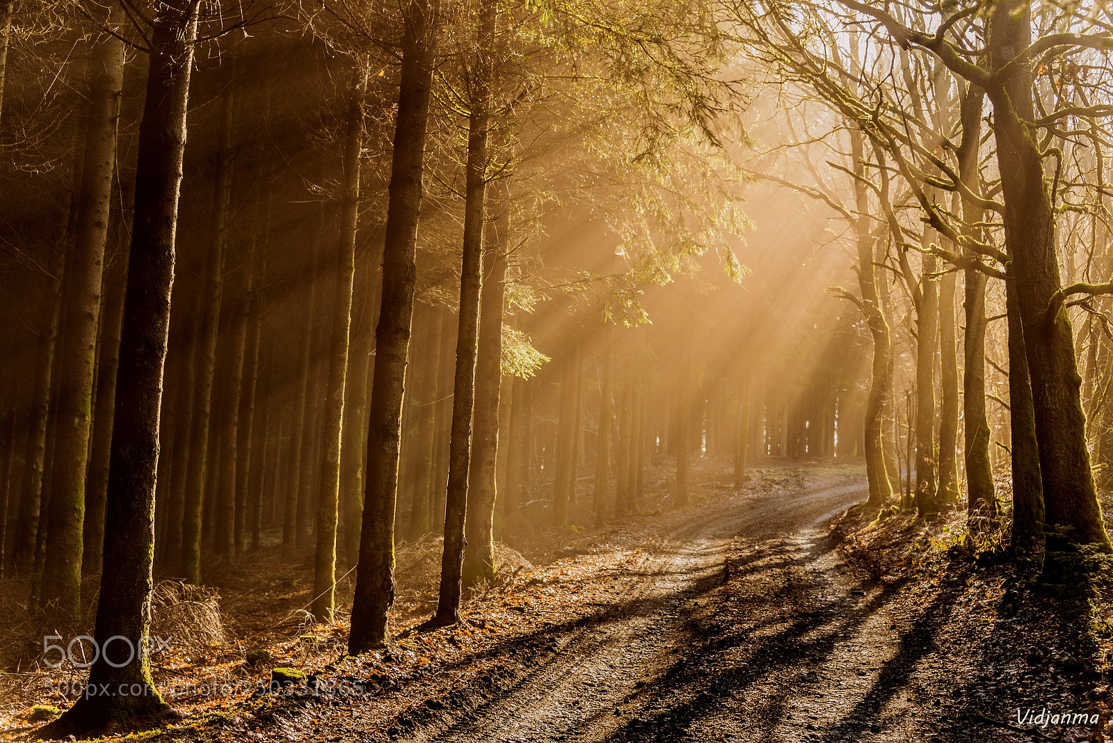 Nikon D610 sample photo. Spring light photography