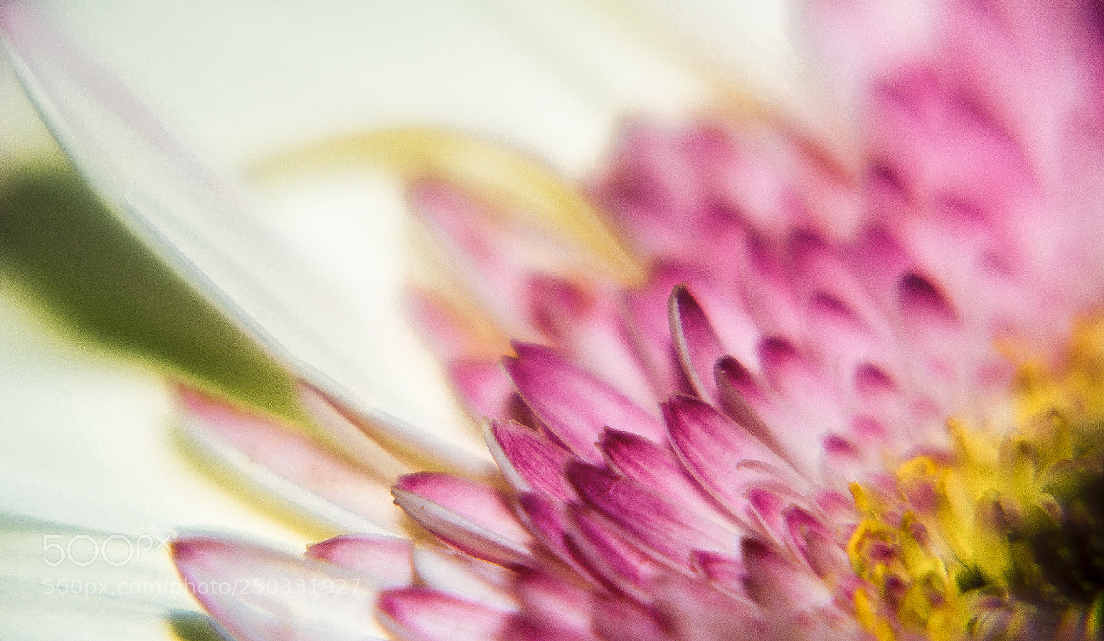 Nikon D600 sample photo. Closeup leafs photography