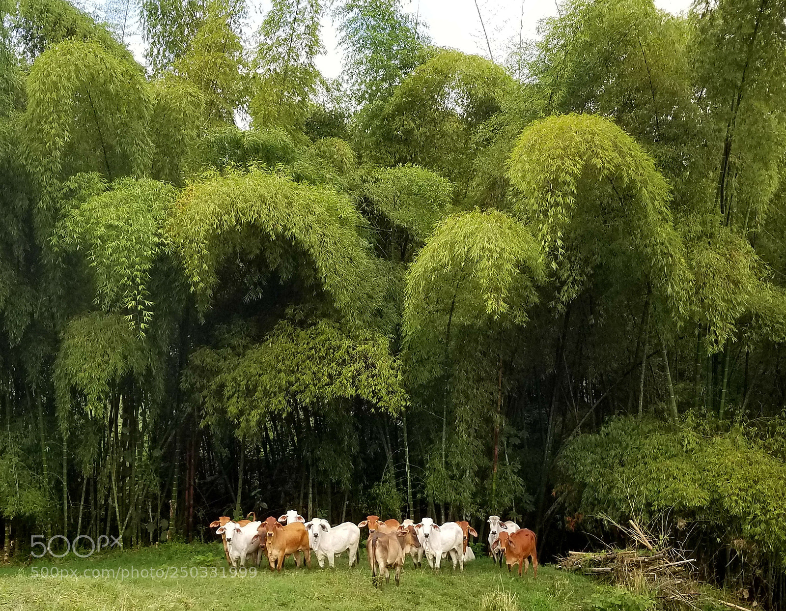 Samsung Galaxy S8+ sample photo. Colombian cattle photography