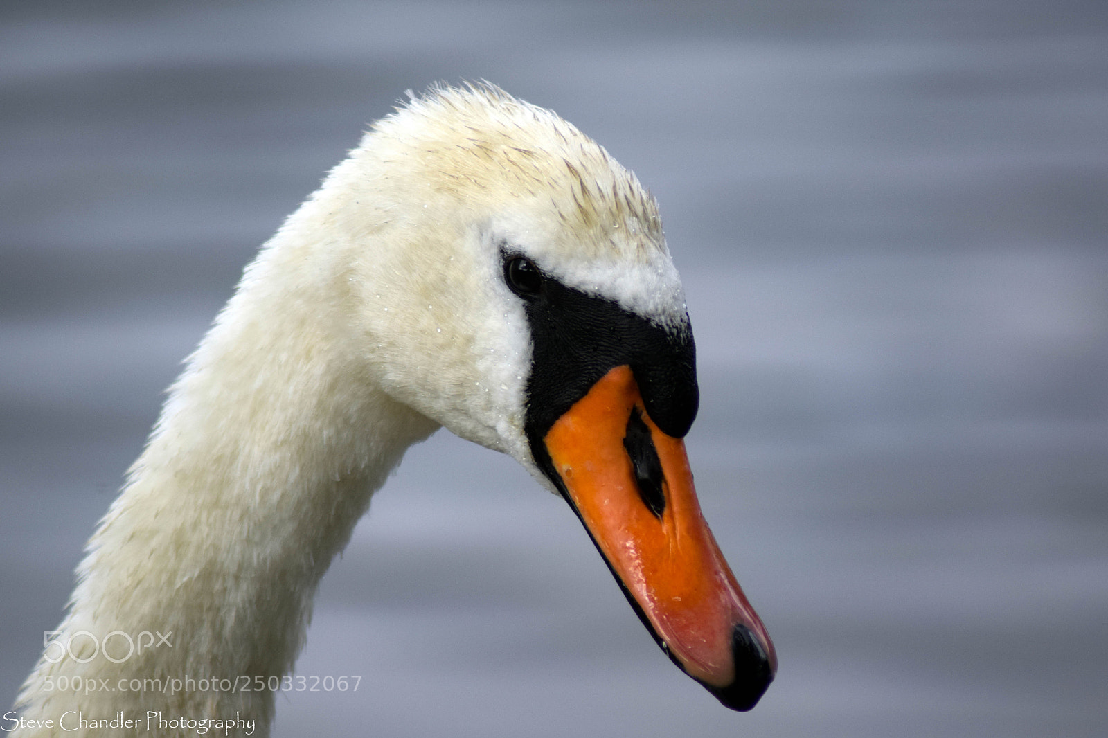 Nikon D3300 sample photo. Swan of grasmere photography