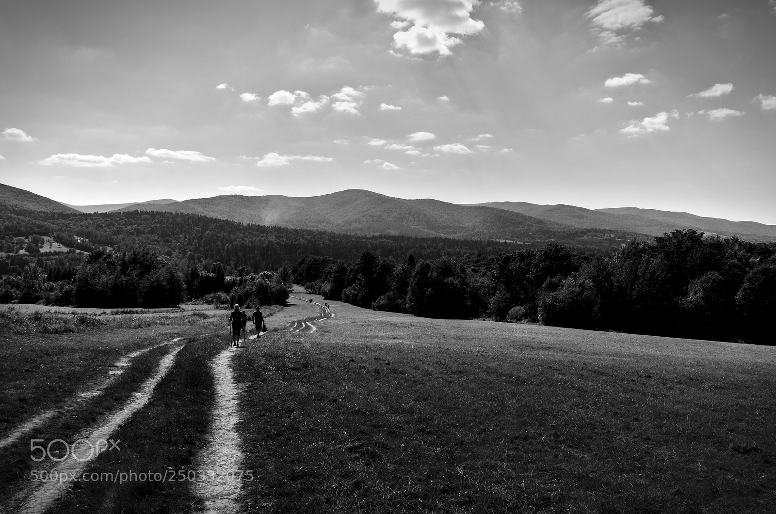 Nikon D5100 sample photo. Path photography