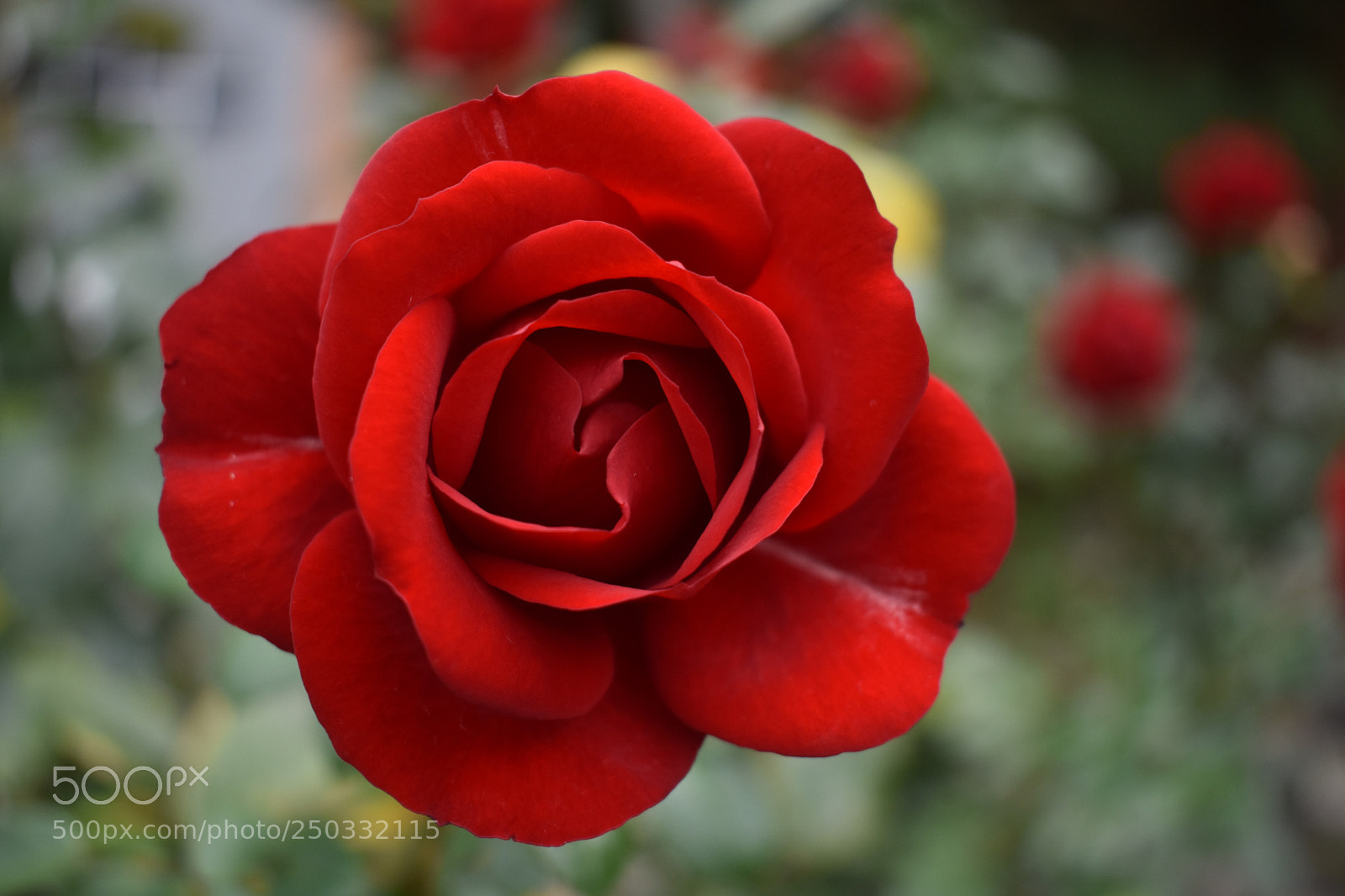 Nikon D3400 sample photo. When words are not photography