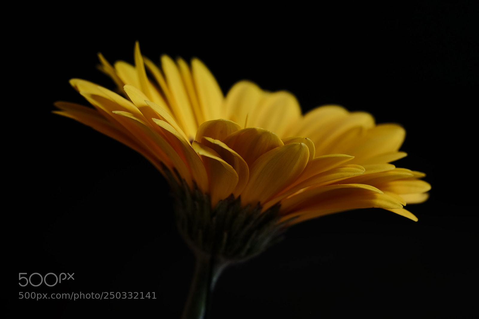 Fujifilm X-E2 sample photo. 528 photography