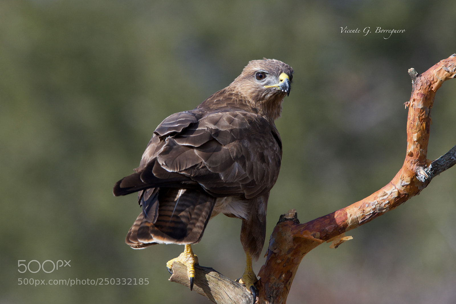 Nikon D7200 sample photo. Buteo buteo photography