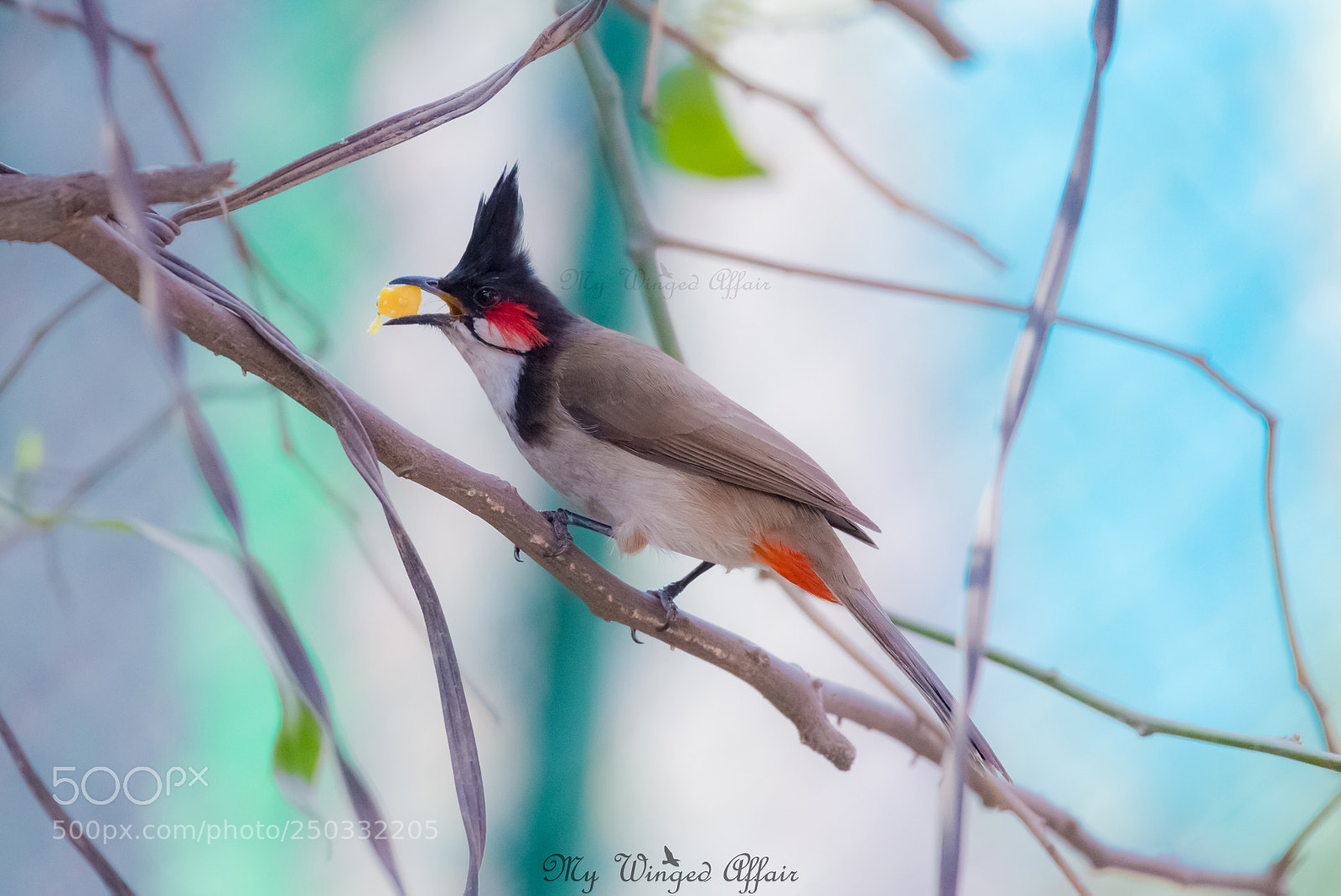 Nikon D610 sample photo. Red whiskered bulbul photography