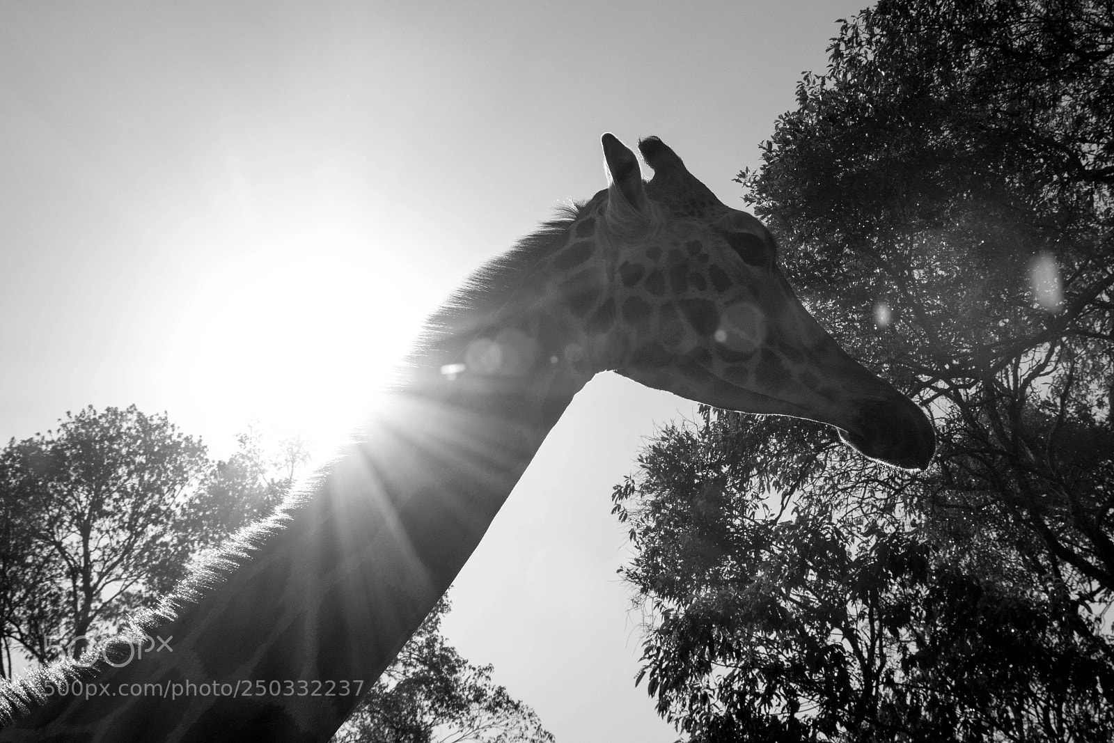 Nikon D5500 sample photo. Missing the sun photography