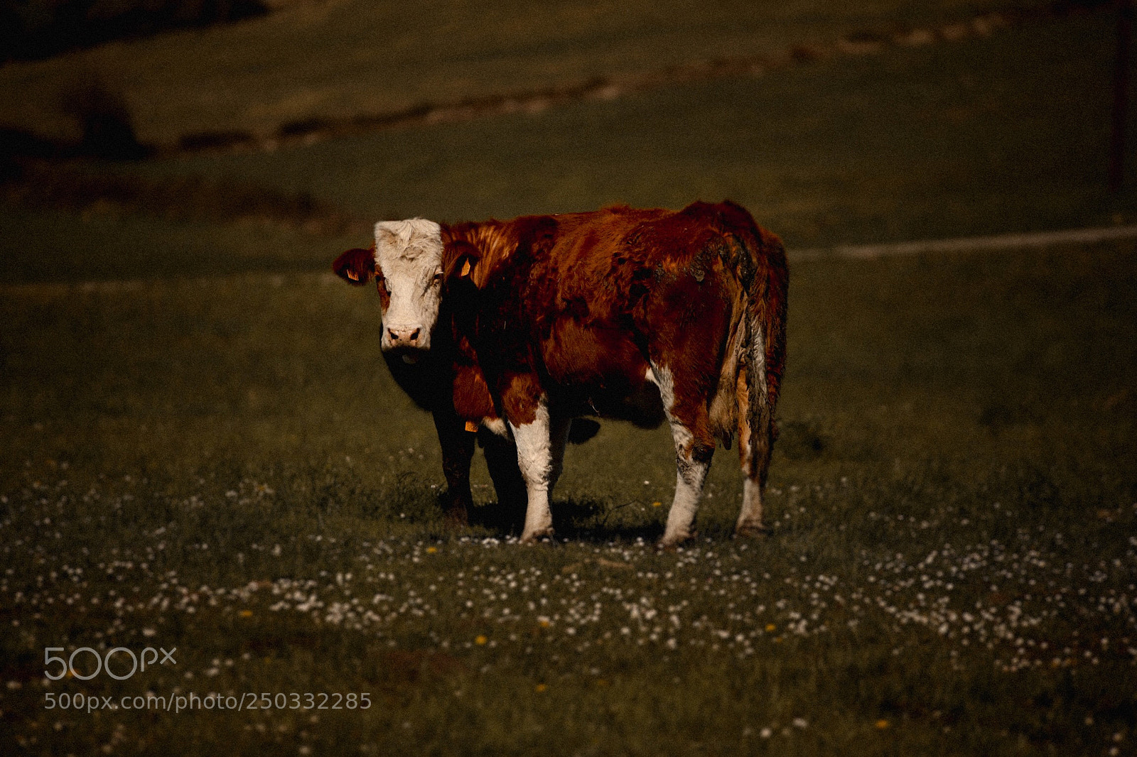 Canon EOS 6D Mark II sample photo. Cow love. photography