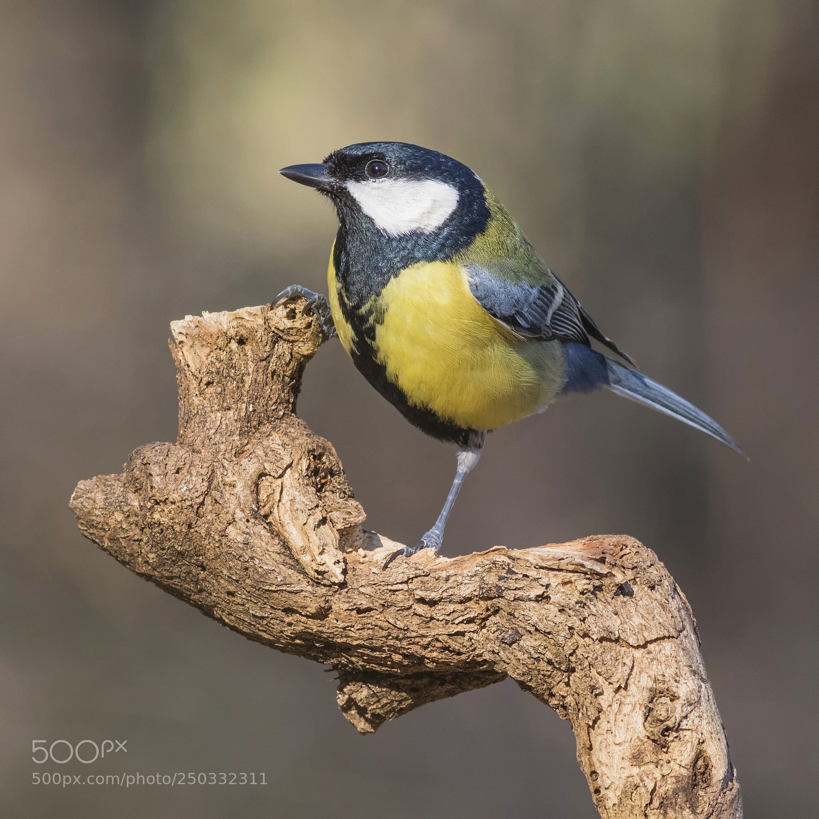 Canon EOS 7D Mark II sample photo. Carbonero-adicto (great tit adict) photography