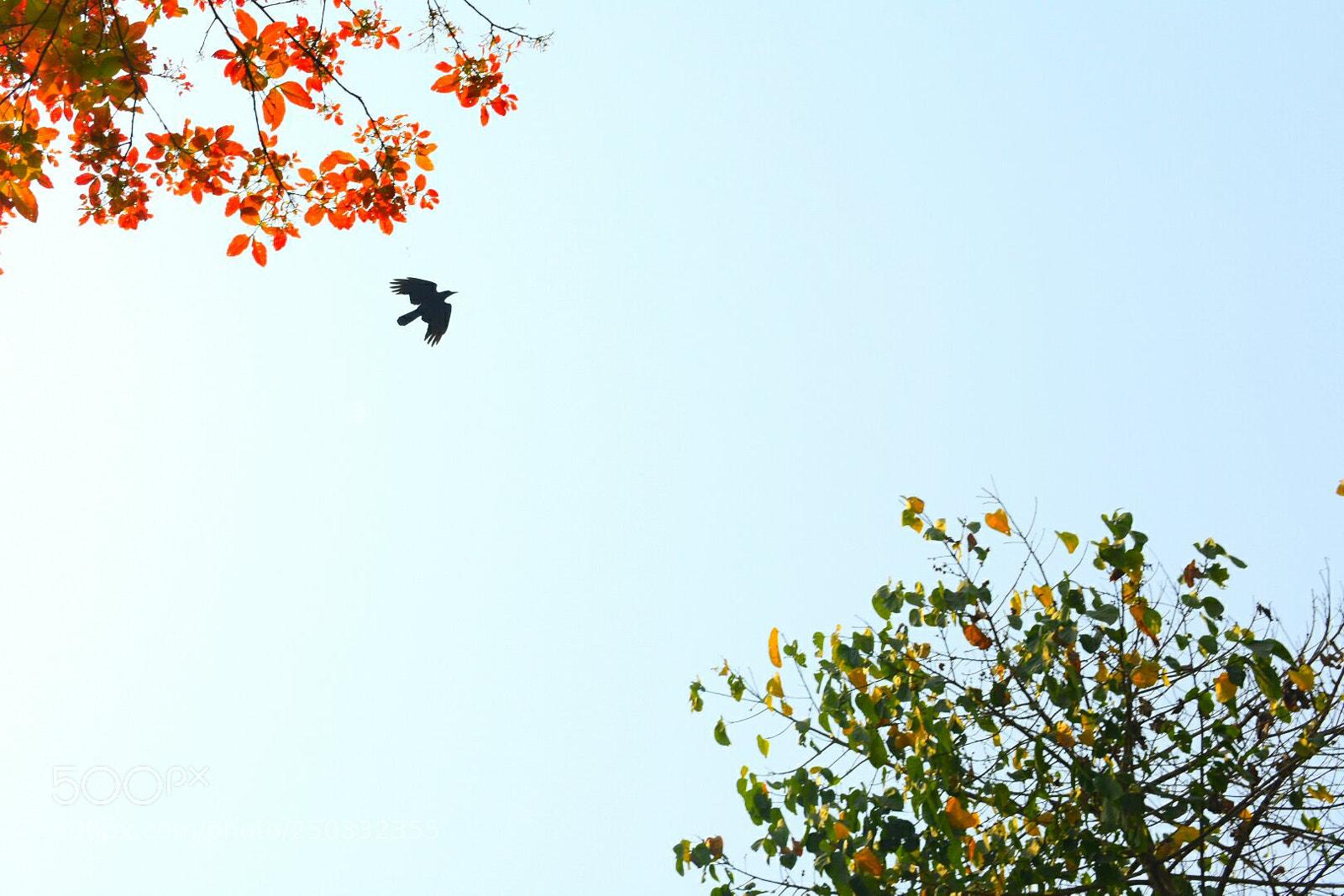 Nikon D3400 sample photo. Flight photography