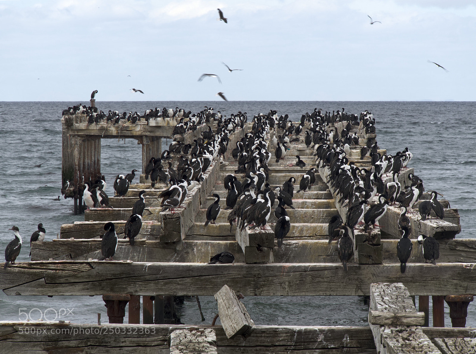 Olympus OM-D E-M10 sample photo. Imperial cormorants photography