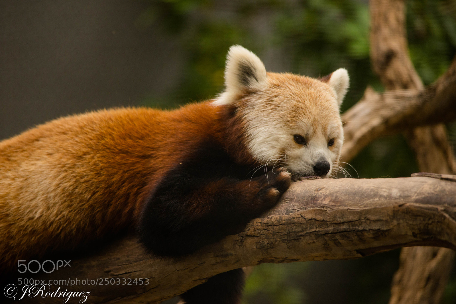 Nikon D600 sample photo. Zoo life photography