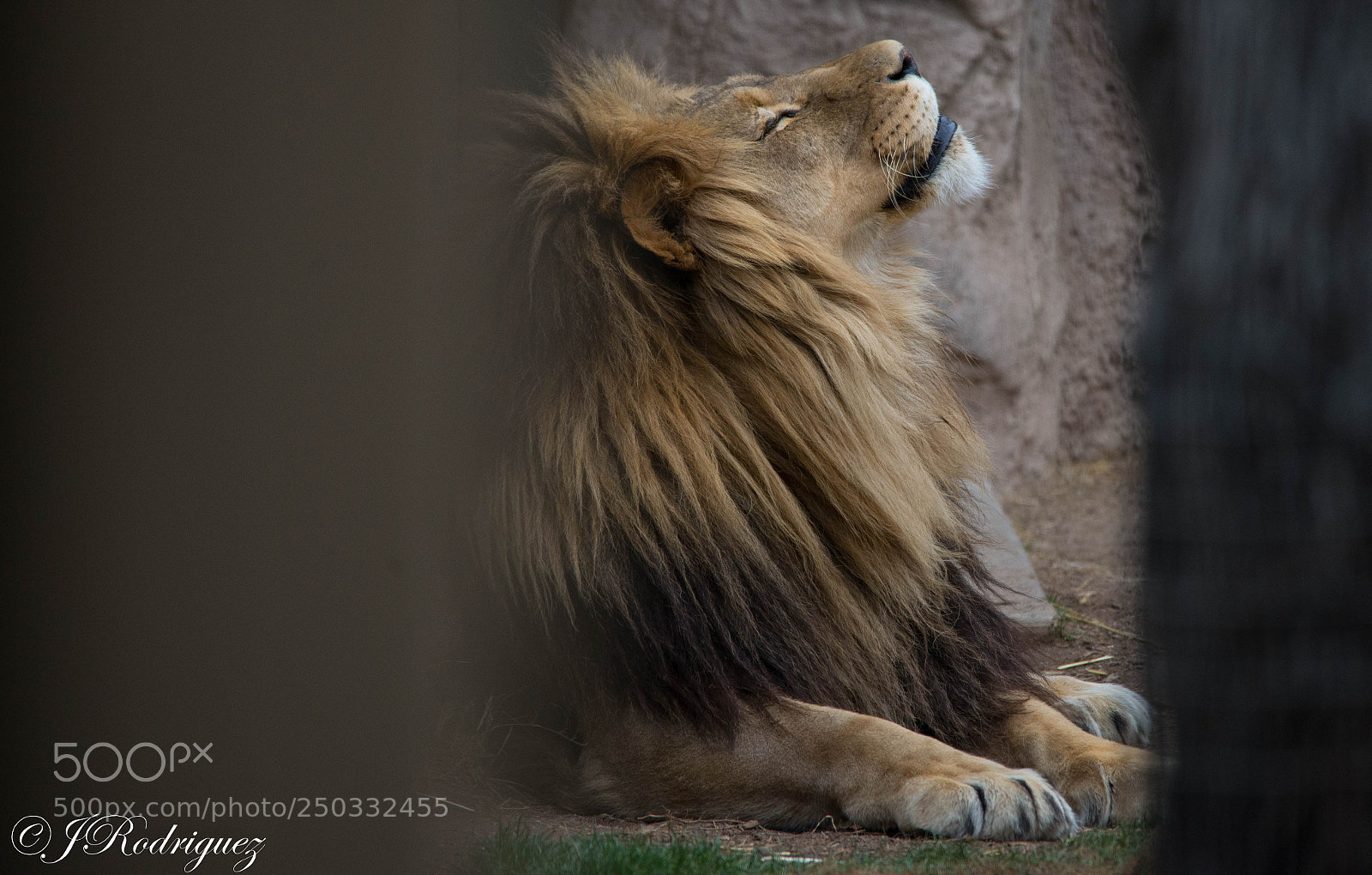 Nikon D600 sample photo. Zoo life photography