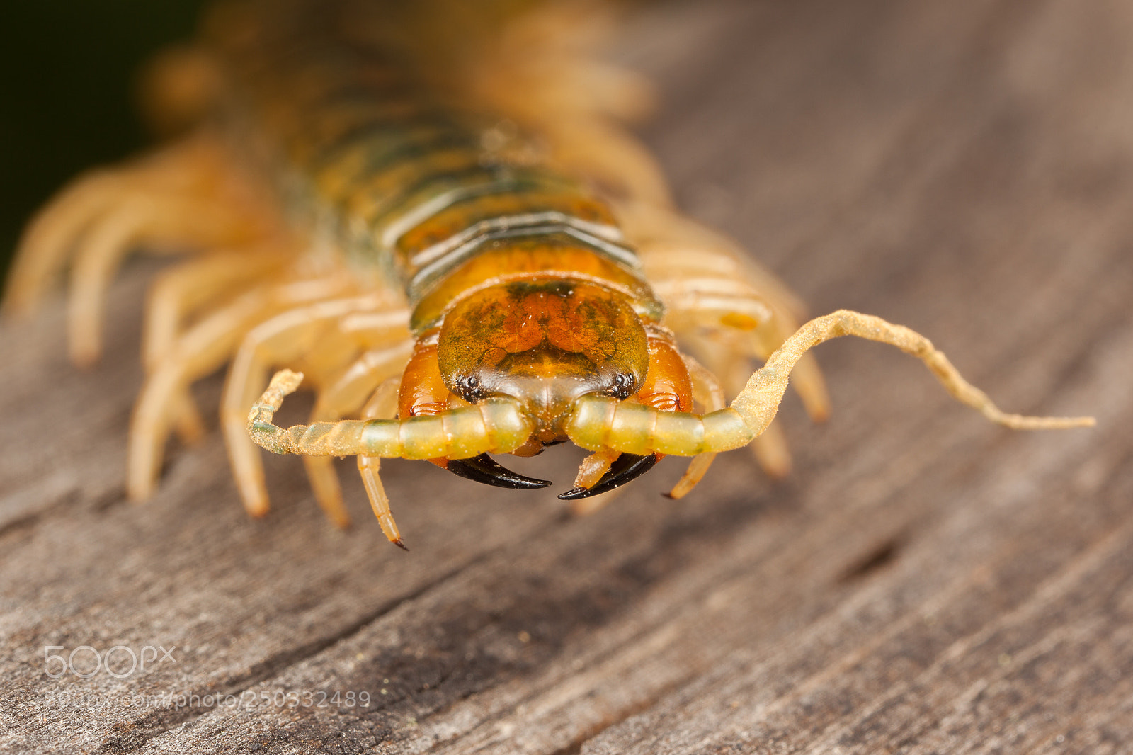 Canon EOS 5D Mark II sample photo. Scolopendra valida photography