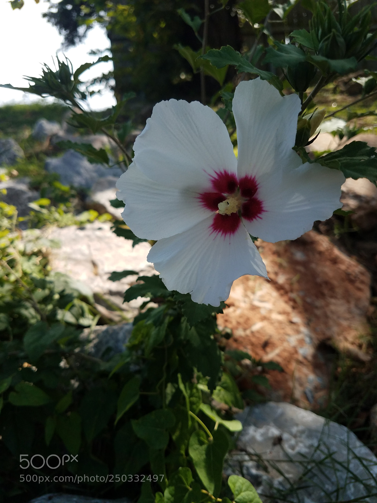 Samsung Galaxy S7 sample photo. Untitled photography