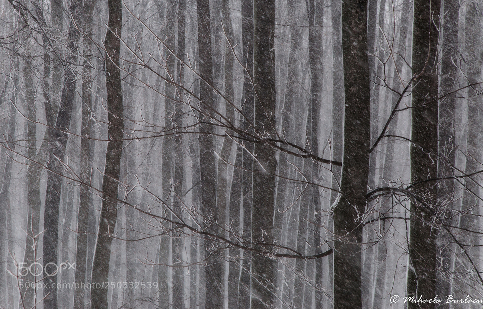 Nikon D90 sample photo. Their silence(iii) photography