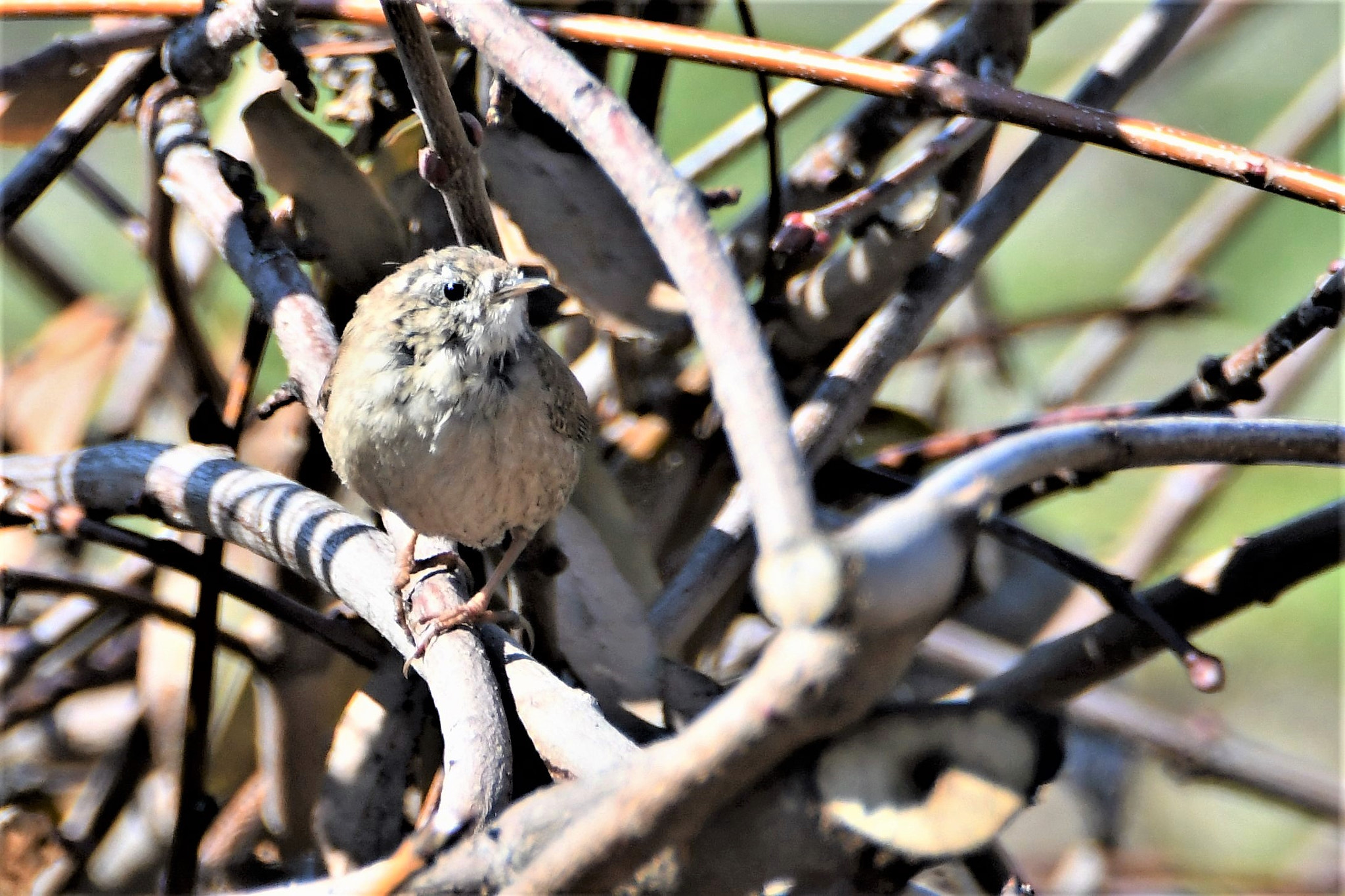 Nikon D7500 sample photo. I see you! photography