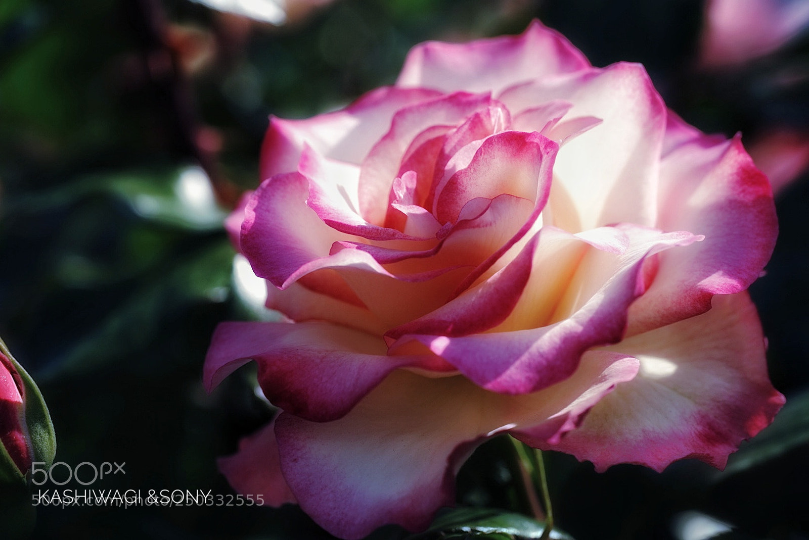 Sony a7 II sample photo. Rose / honoka / japan 2004 photography