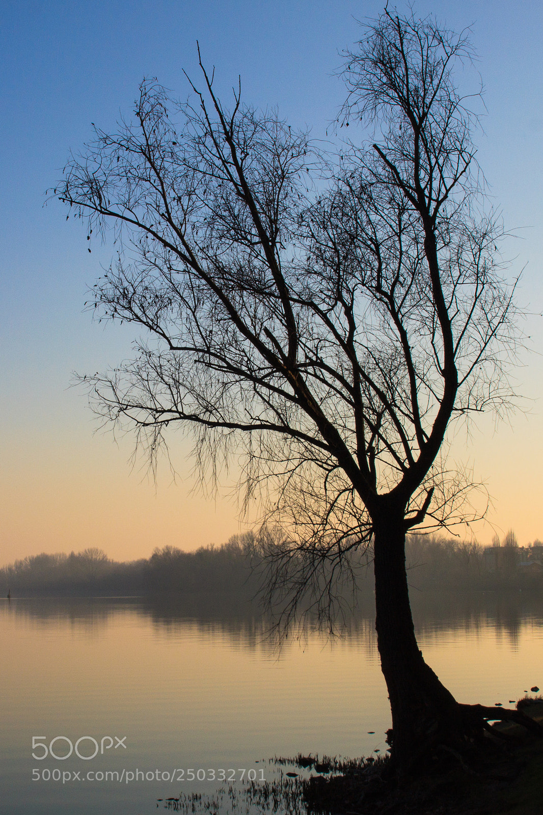 Canon EOS 500D (EOS Rebel T1i / EOS Kiss X3) sample photo. Lonely tree photography