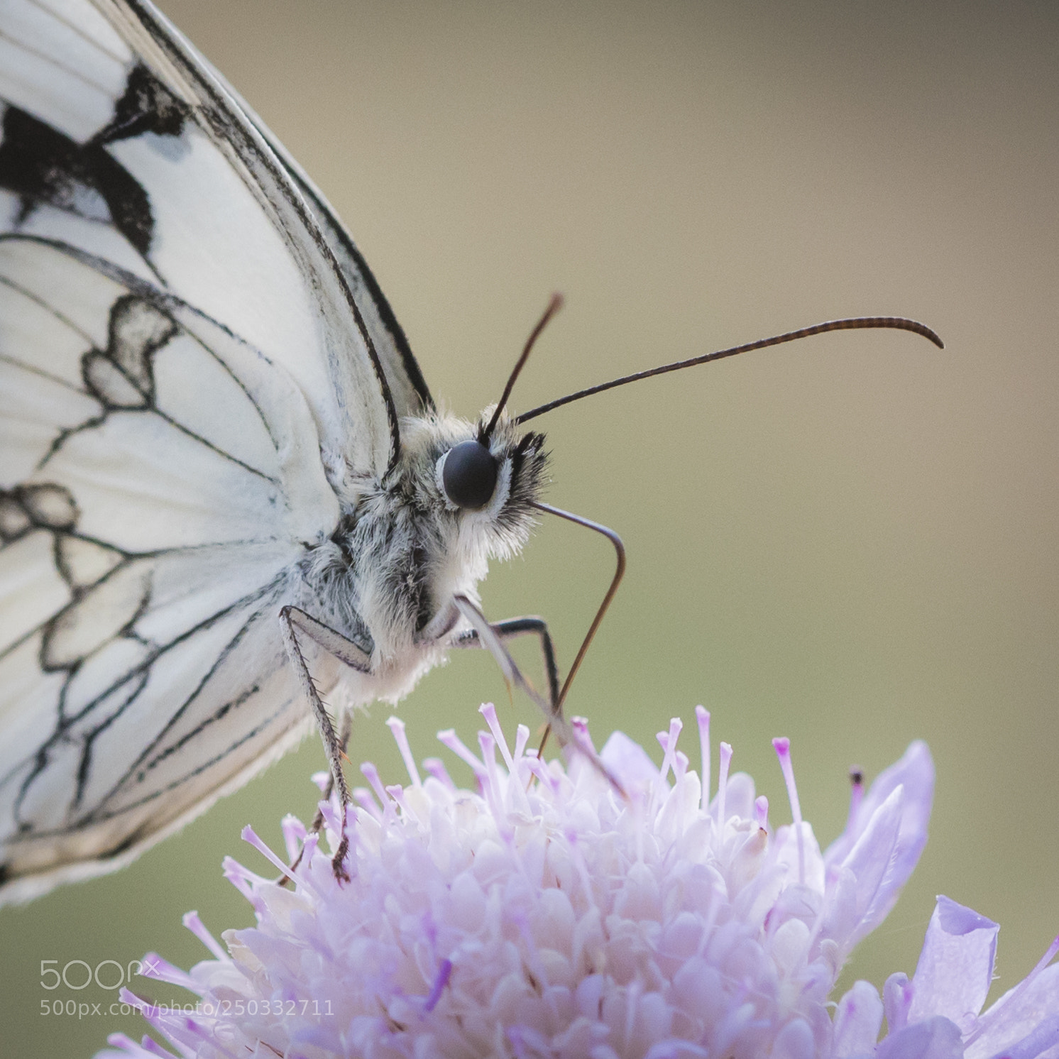Nikon D500 sample photo. Melanargia lachesis photography