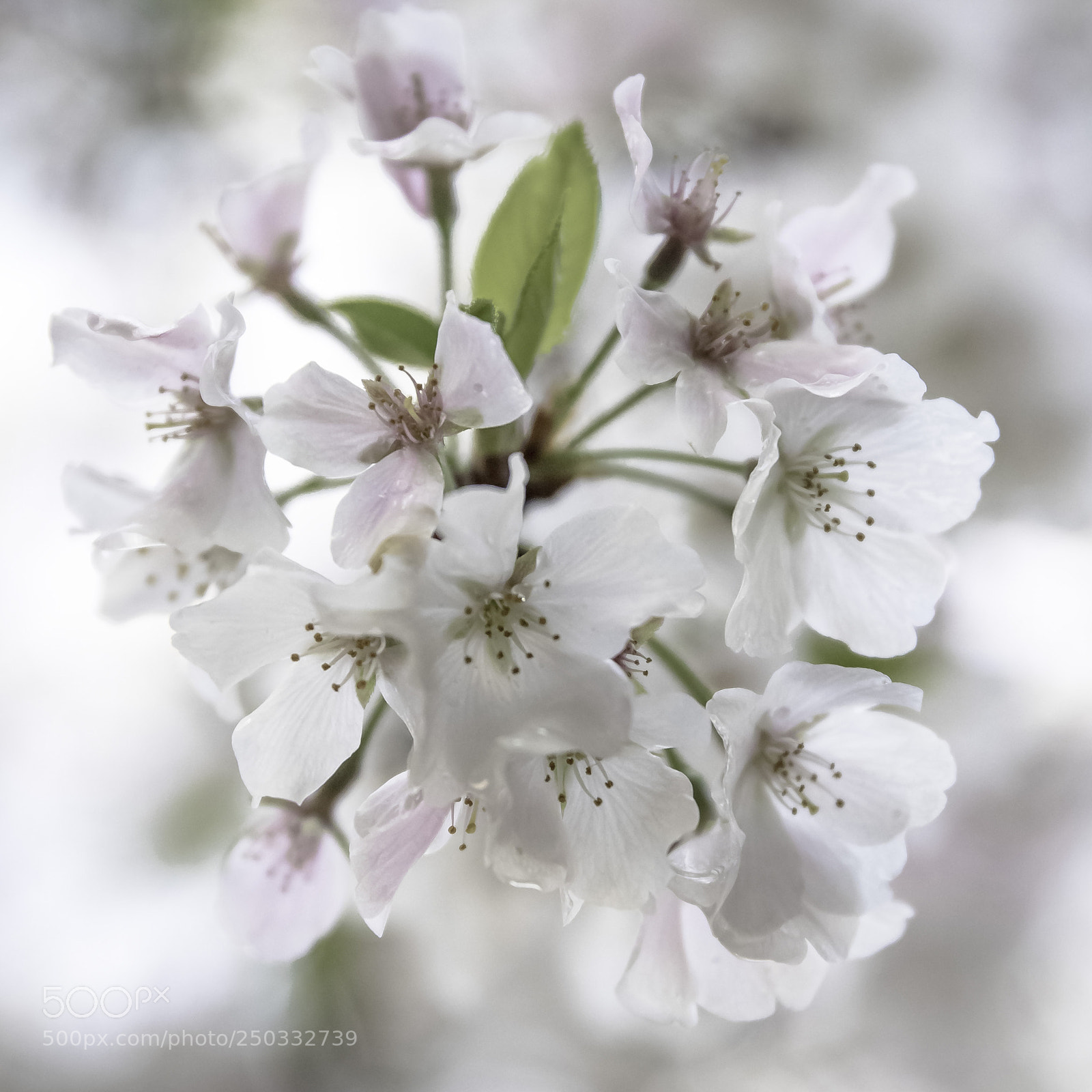 Canon EOS 7D Mark II sample photo. Cherry in full blooming photography
