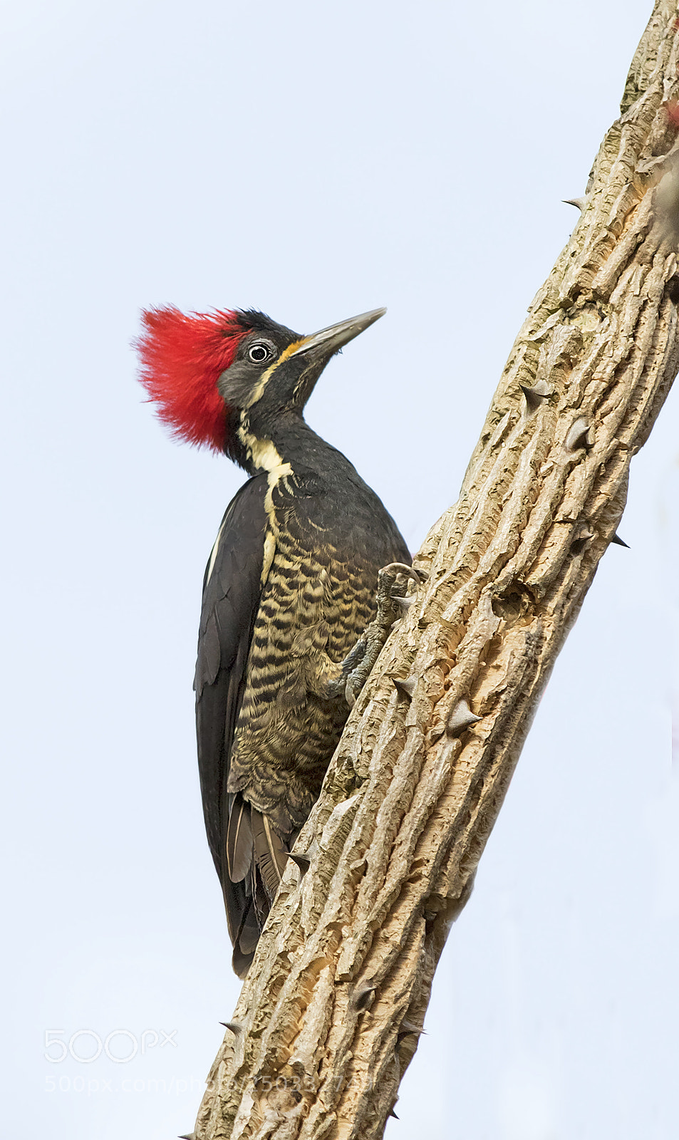 Canon EOS 7D Mark II sample photo. Lineated woodpecker  ~ costa rica photography