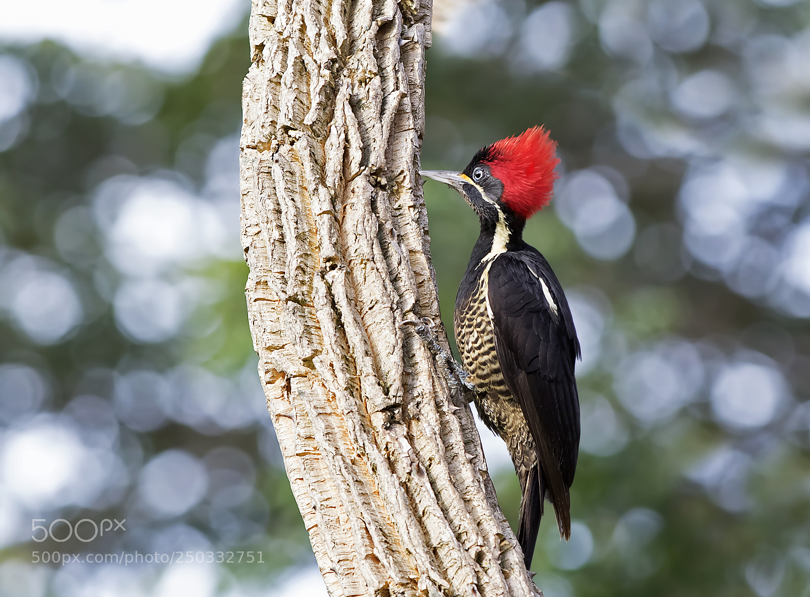 Canon EOS 7D Mark II sample photo. Lineated woodpecker  ~ costa rica photography