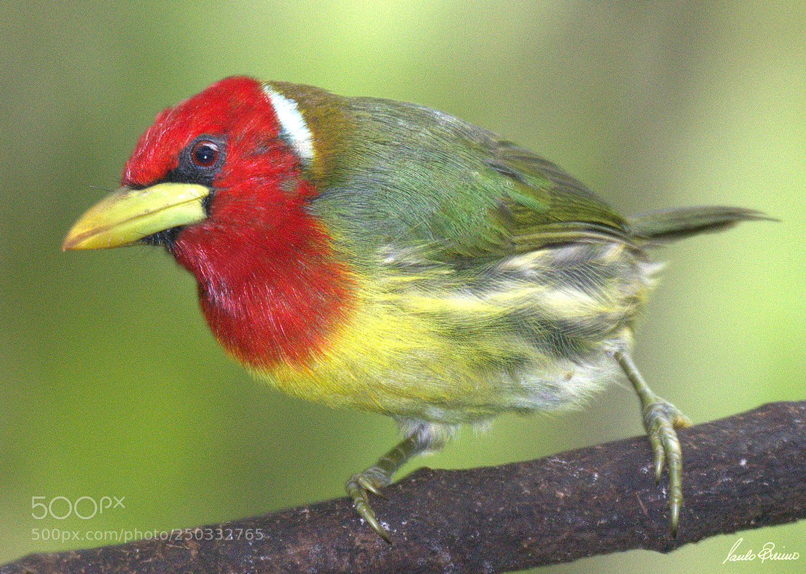 Nikon D600 sample photo. Toucan barbet photography