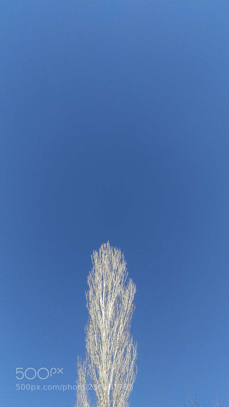 HTC ONE M9 sample photo. Into the blue sky photography