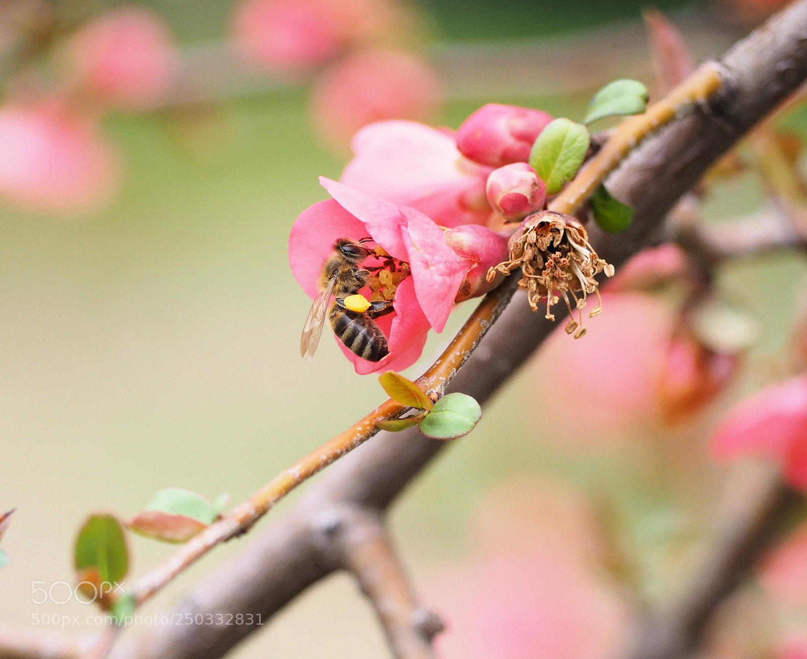 Olympus OM-D E-M10 II sample photo. Bahar geldi photography
