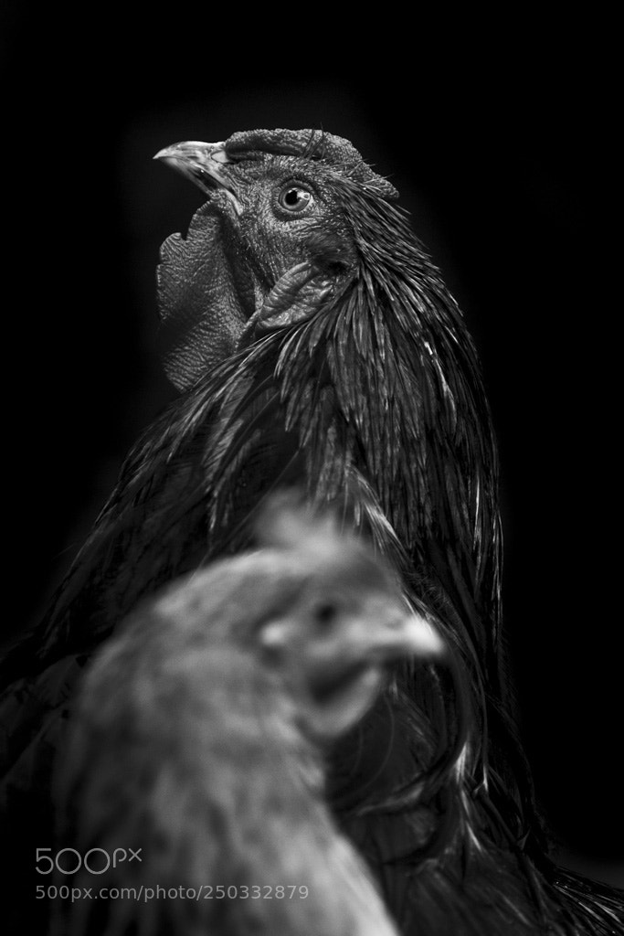 Canon EOS 7D sample photo. Pets photography