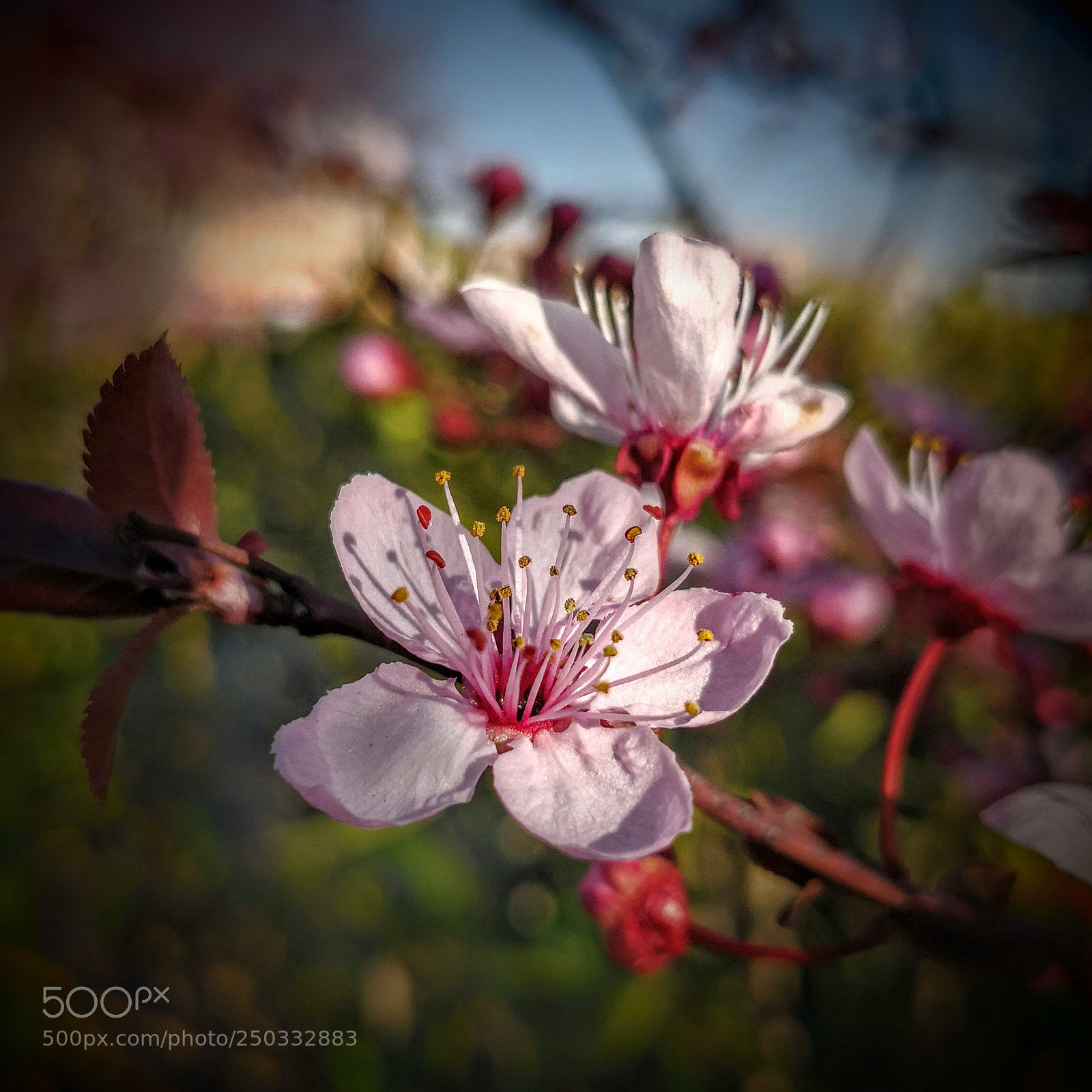 HUAWEI Mate 10 sample photo. Ya es primavera... photography