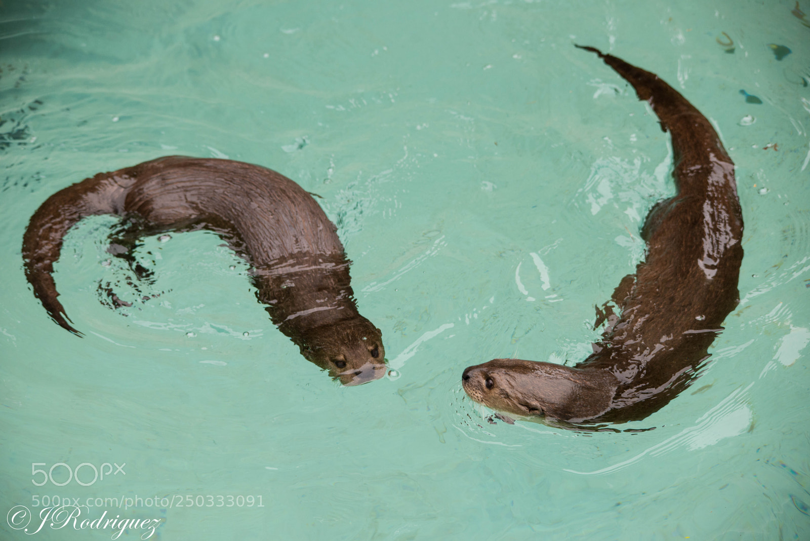 Nikon D600 sample photo. Swimming otters photography