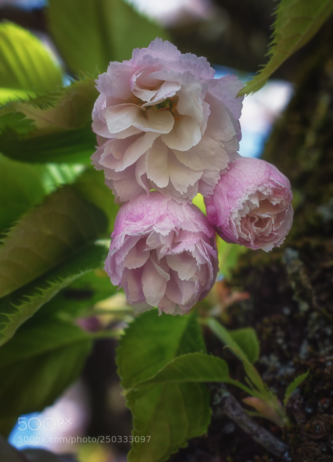 Nikon D7100 sample photo. Flowers of the cherry photography