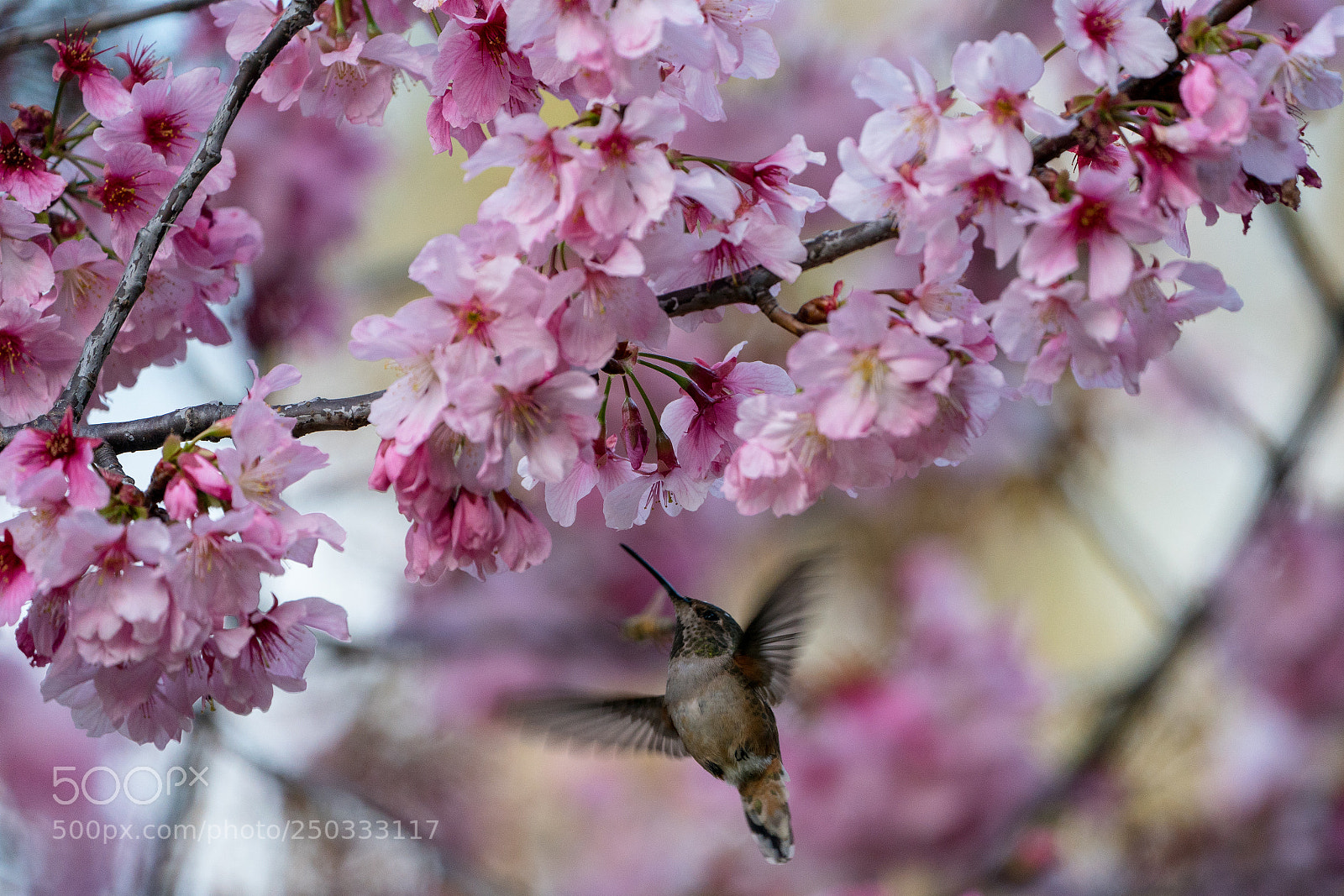 Sony a9 sample photo. Cherry blossoms and humming photography