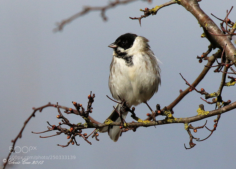 Canon EOS 7D Mark II sample photo. Reed bunting photography