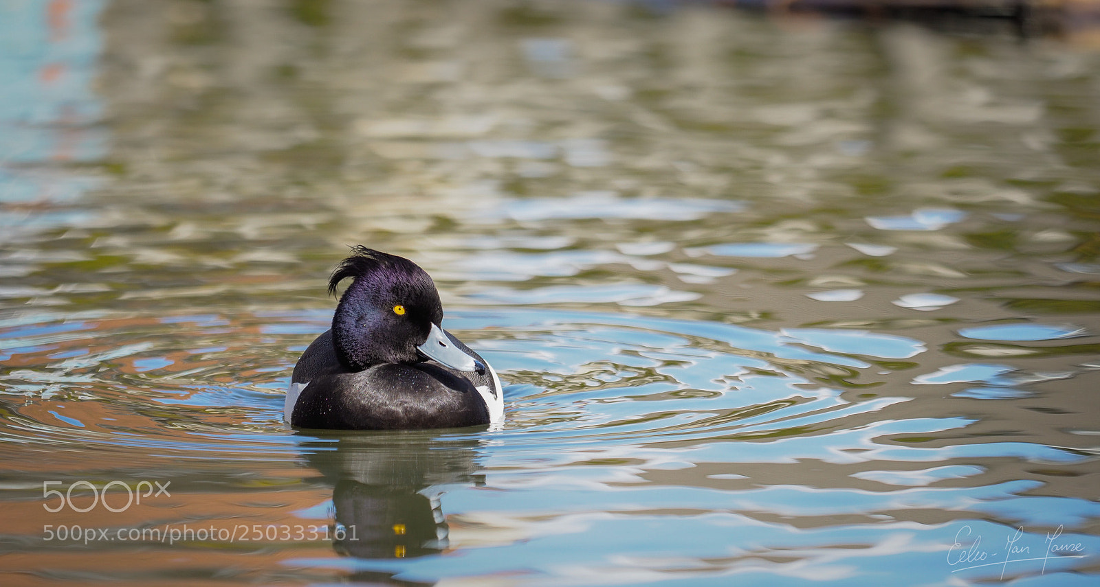 Olympus OM-D E-M1 Mark II sample photo. Tufted duck photography