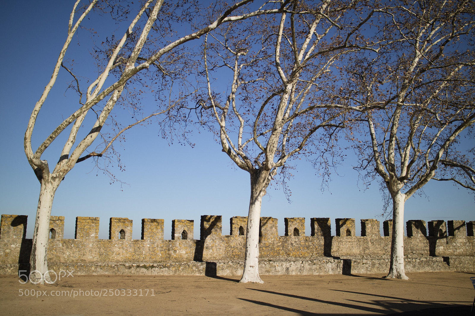 Canon EOS M3 sample photo. Three little tree sisters  photography