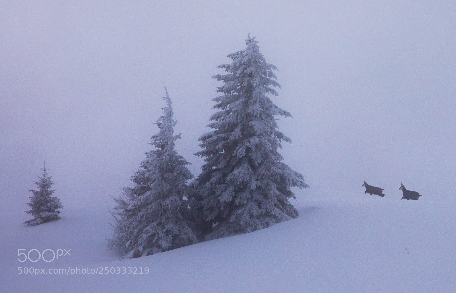 Canon EOS 5D Mark IV sample photo. Chamois du matin photography