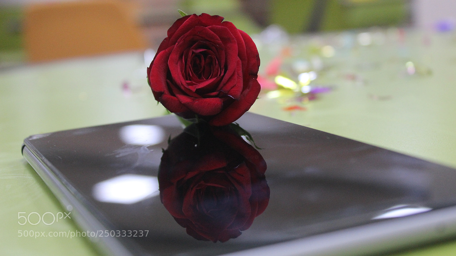Canon EOS 600D (Rebel EOS T3i / EOS Kiss X5) sample photo. Special rose photography