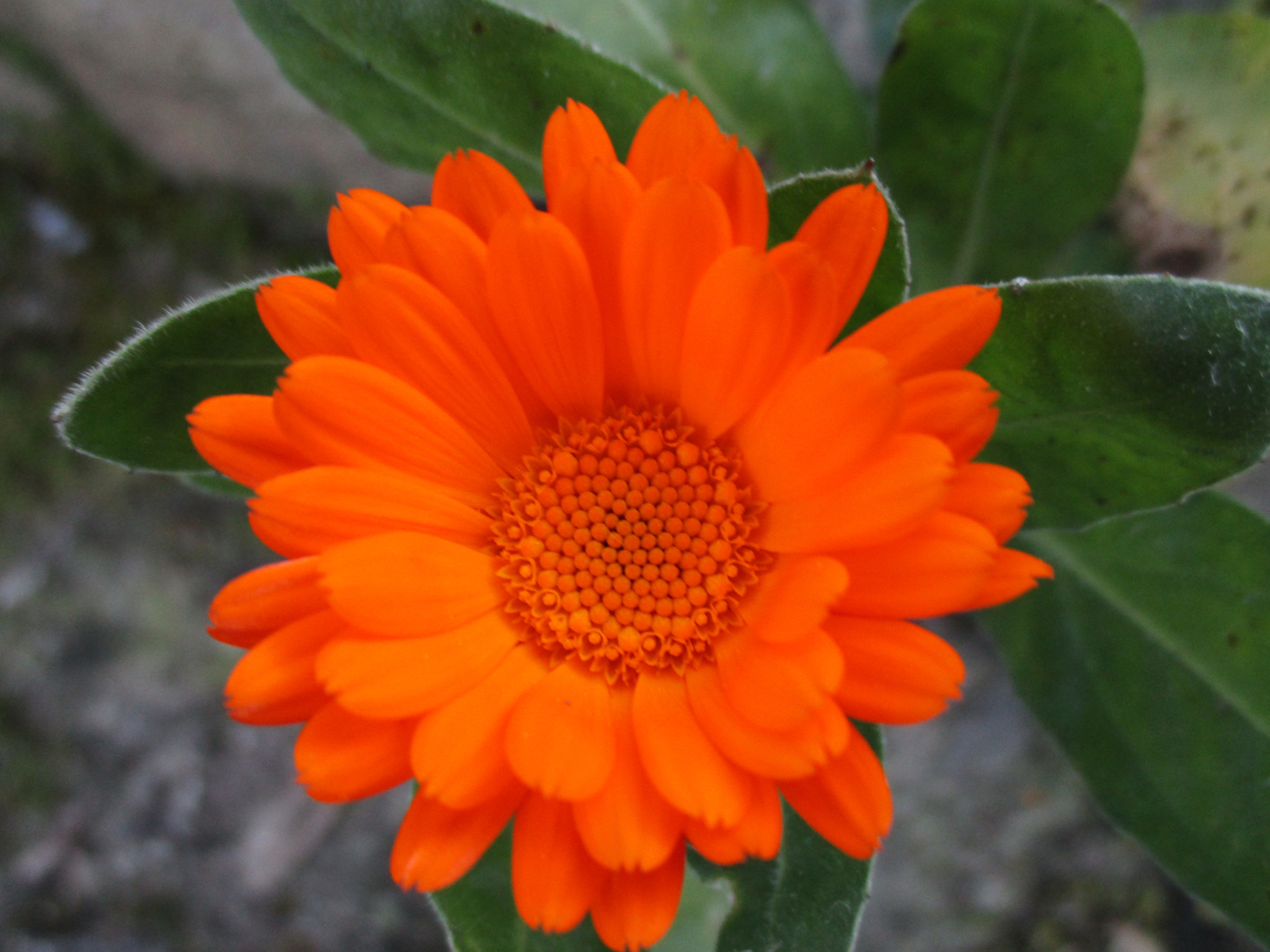 Canon PowerShot ELPH 160 (IXUS 160 / IXY 150) sample photo. Orange flower photography