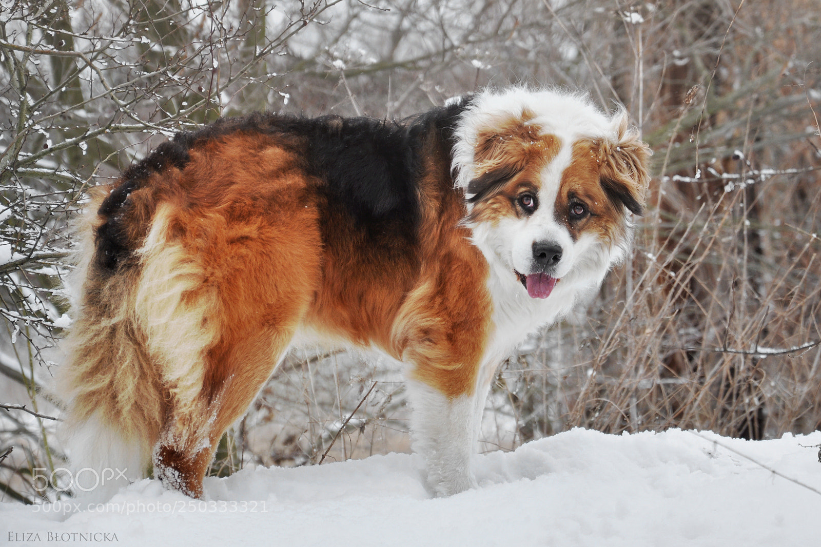 Nikon D5000 sample photo. Winter world photography