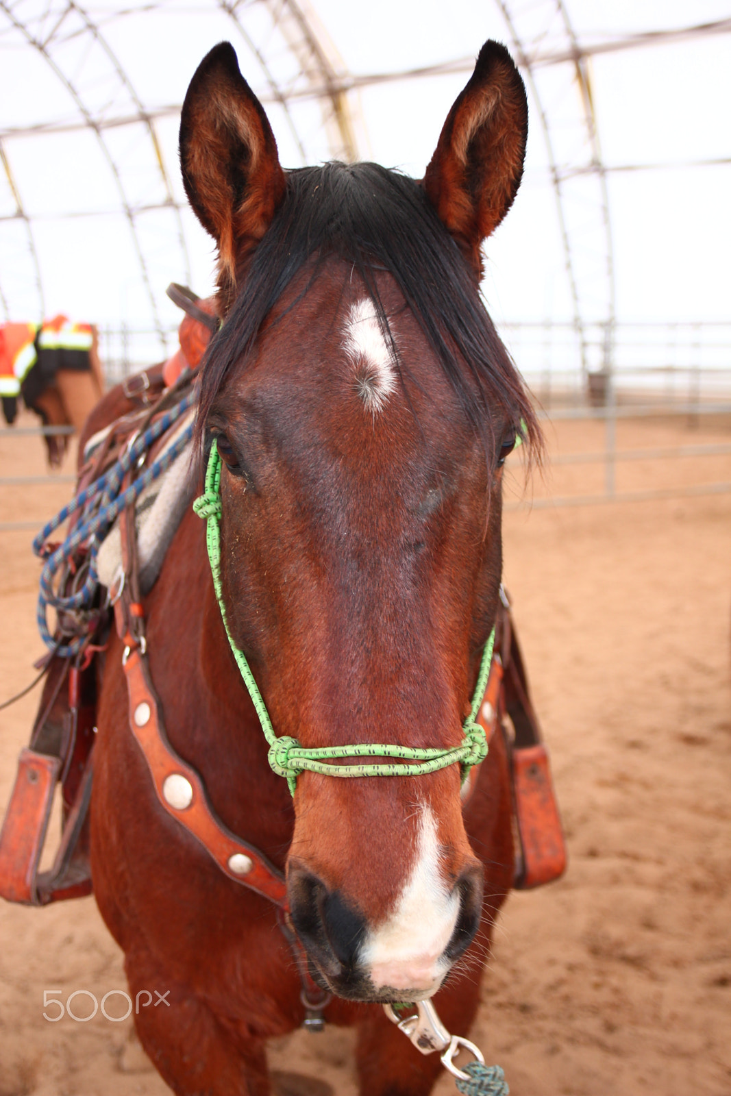 Canon EOS 550D (EOS Rebel T2i / EOS Kiss X4) sample photo. Crazy horse photography