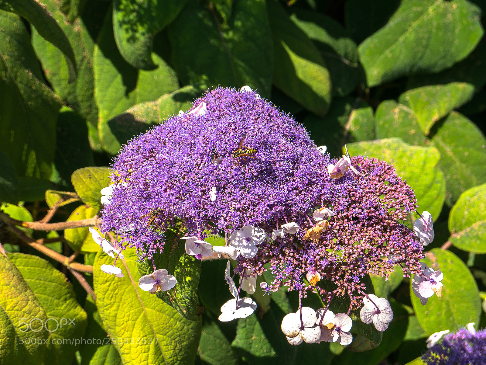 Panasonic Lumix DMC-G5 sample photo. Blumen / flowers photography