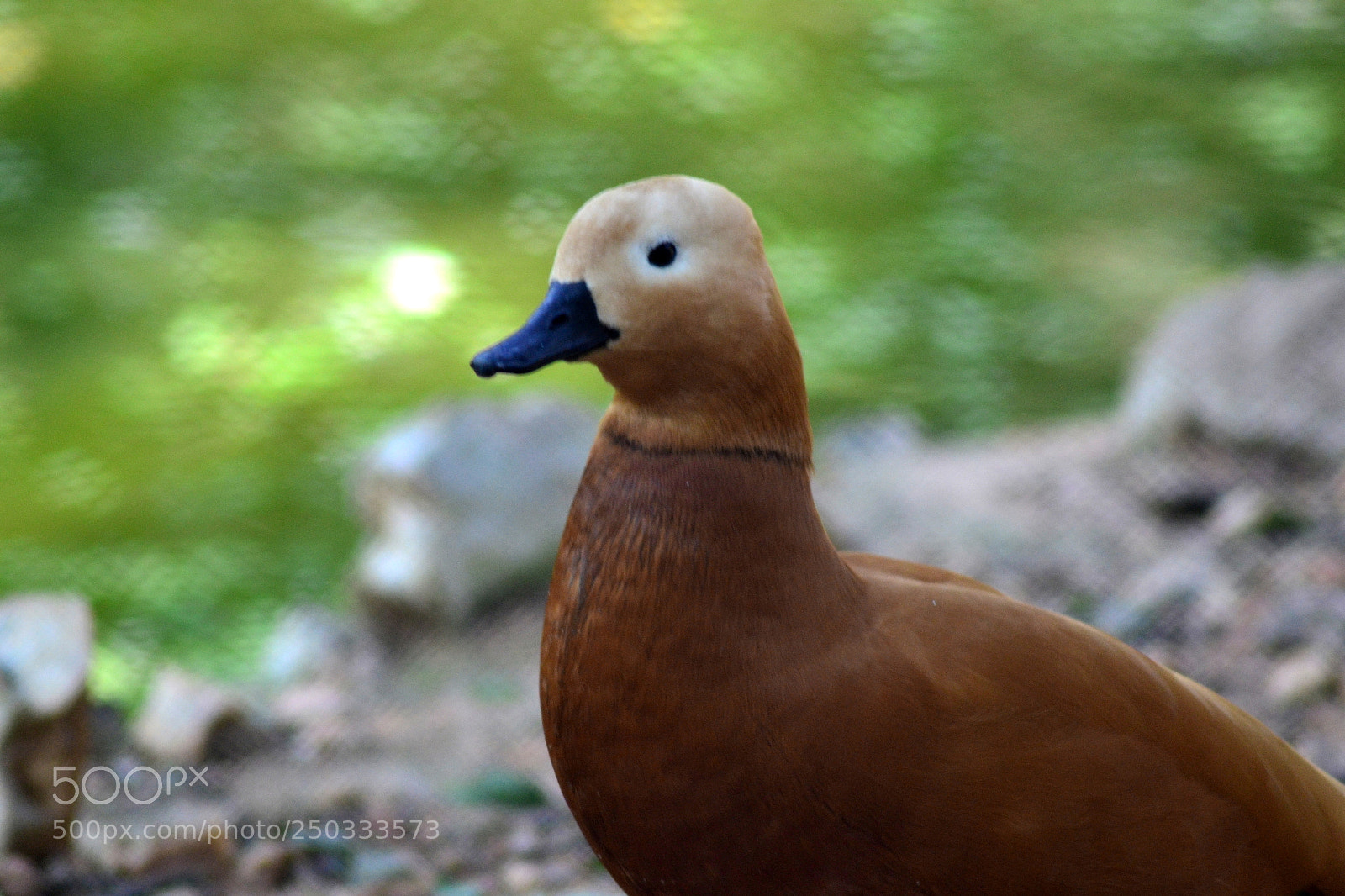Nikon D3100 sample photo. Gentle duck photography