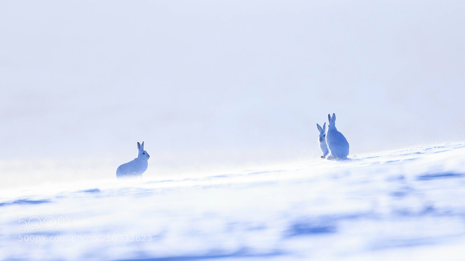 Canon EOS-1D X sample photo. Arctic hares in vads photography