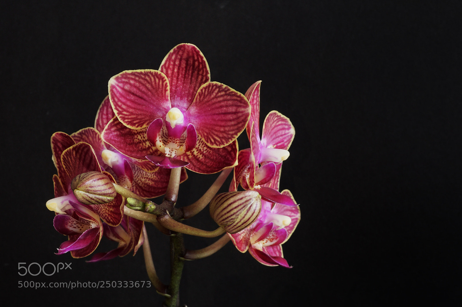 Sony a6000 sample photo. Mini phalenopsis closeup photography