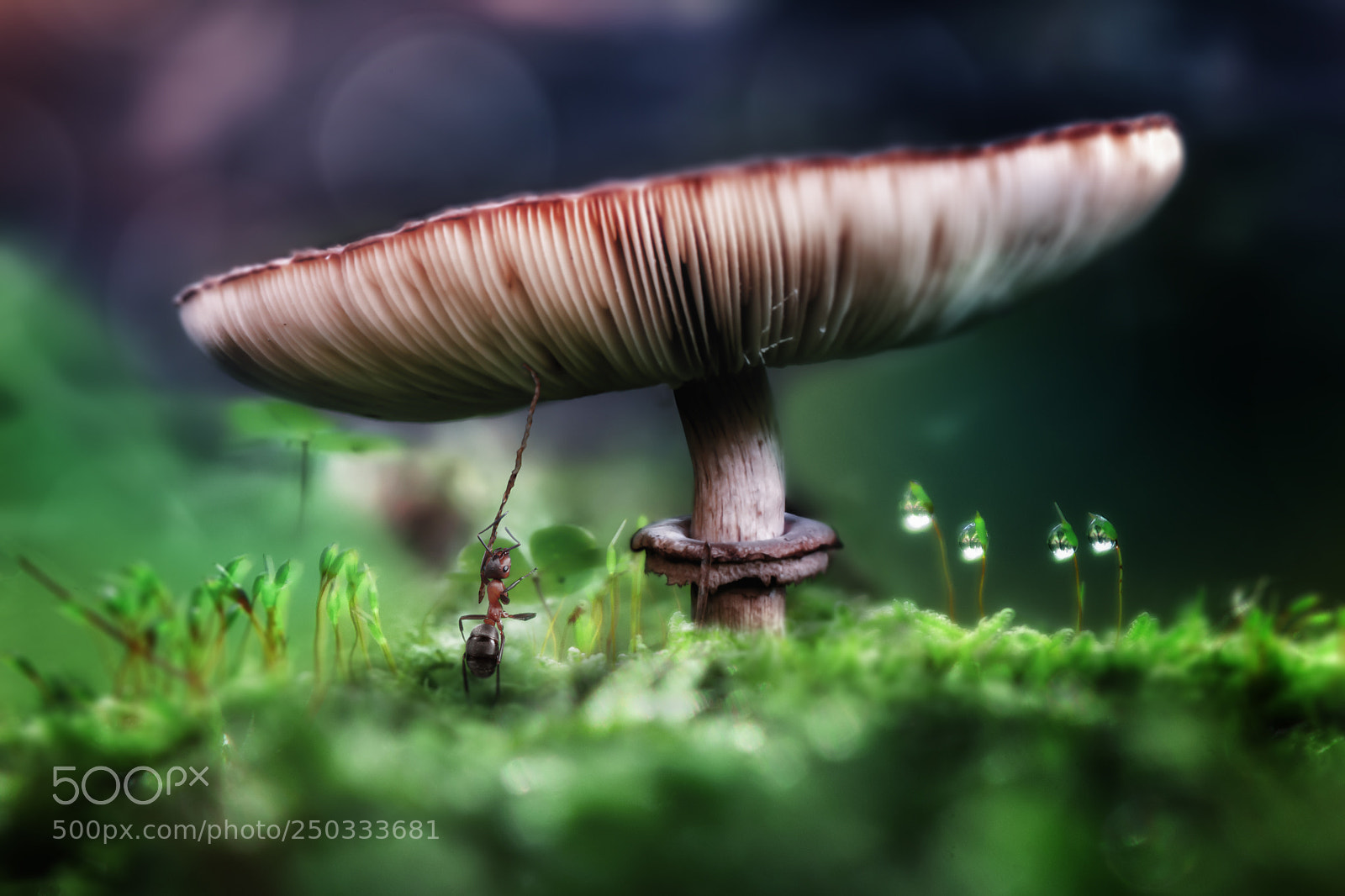 Nikon D300S sample photo. The crooked mushroom photography