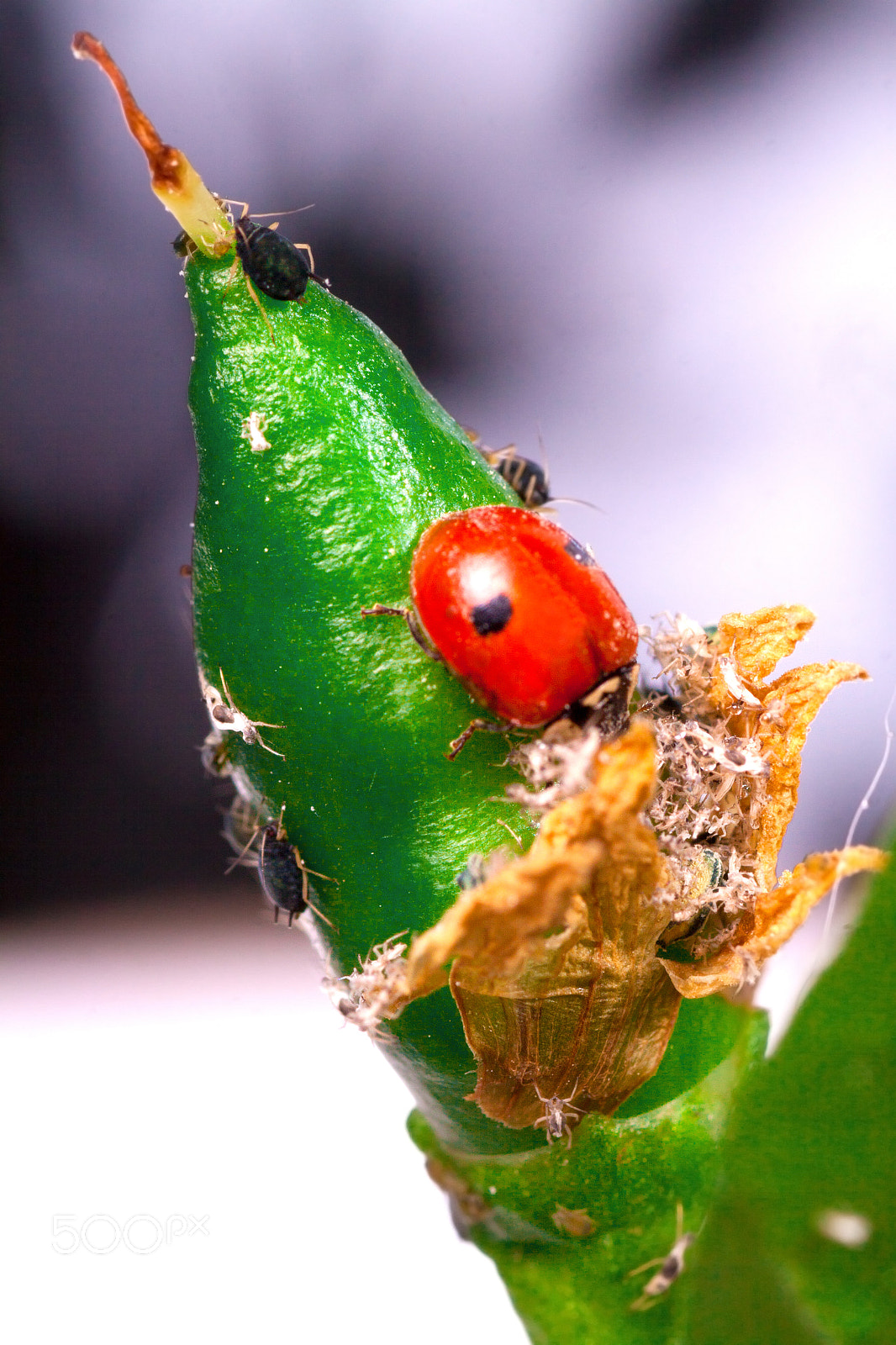 Canon EOS 50D sample photo. Macro of ladybug adalia photography