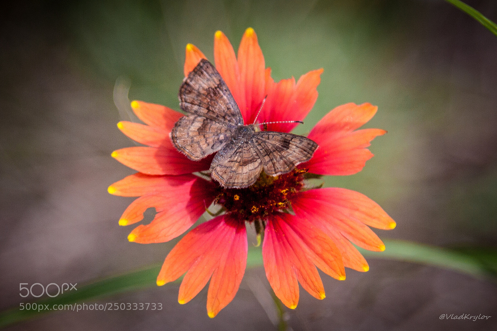 Canon EOS 5D Mark II sample photo. Red flower. photography